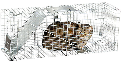 https://www.vcas.us/wp-content/uploads/2020/08/Cat-In-Cage.png